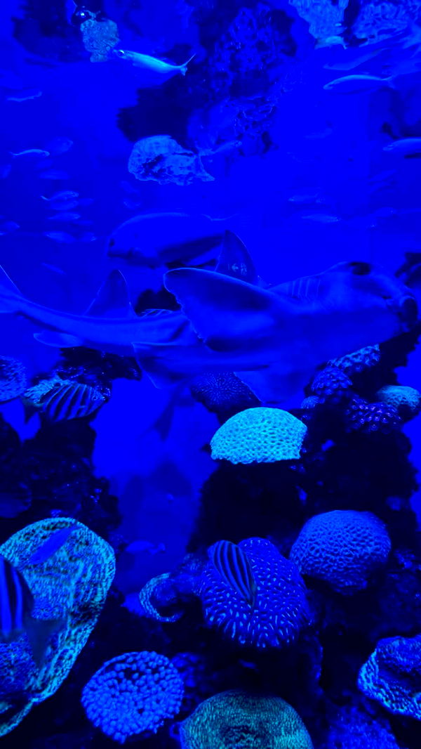 emxllouise image ~ Altpins