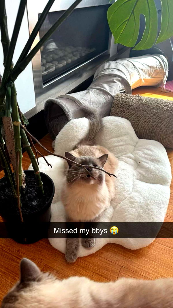 emxllouise image ~ Altpins