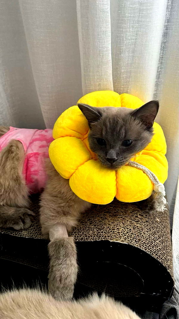 emxllouise image ~ Altpins