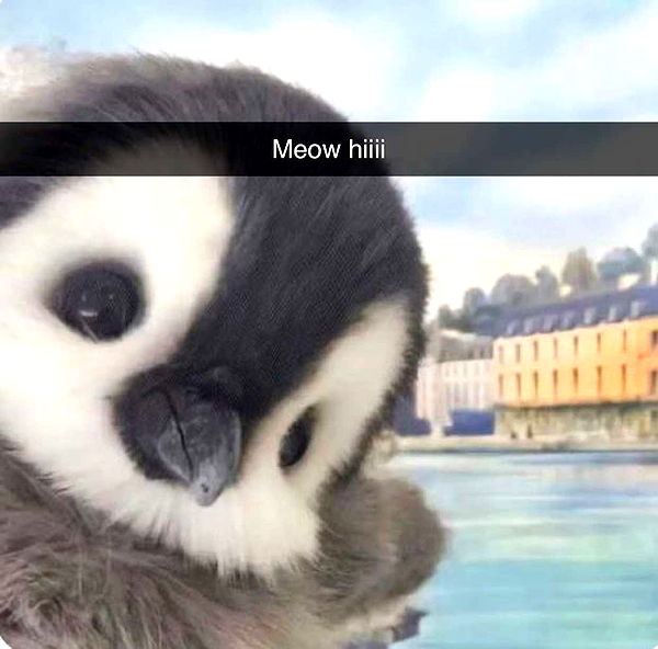 endangerdreamer image ~ Altpins