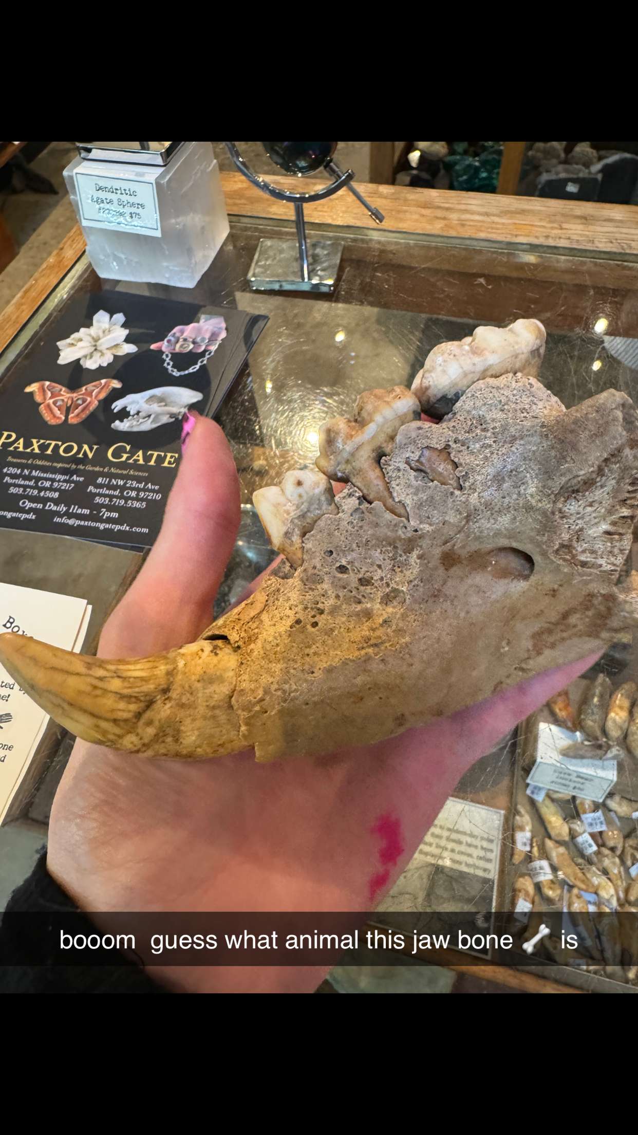 endangerdreamer snapchat image archive image