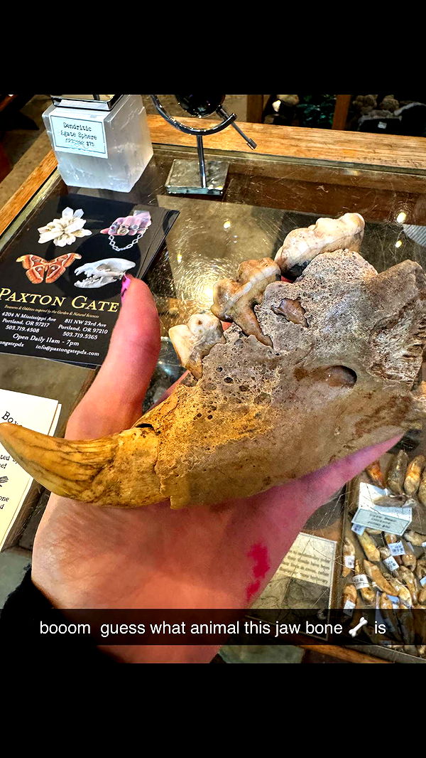 endangerdreamer image ~ Altpins