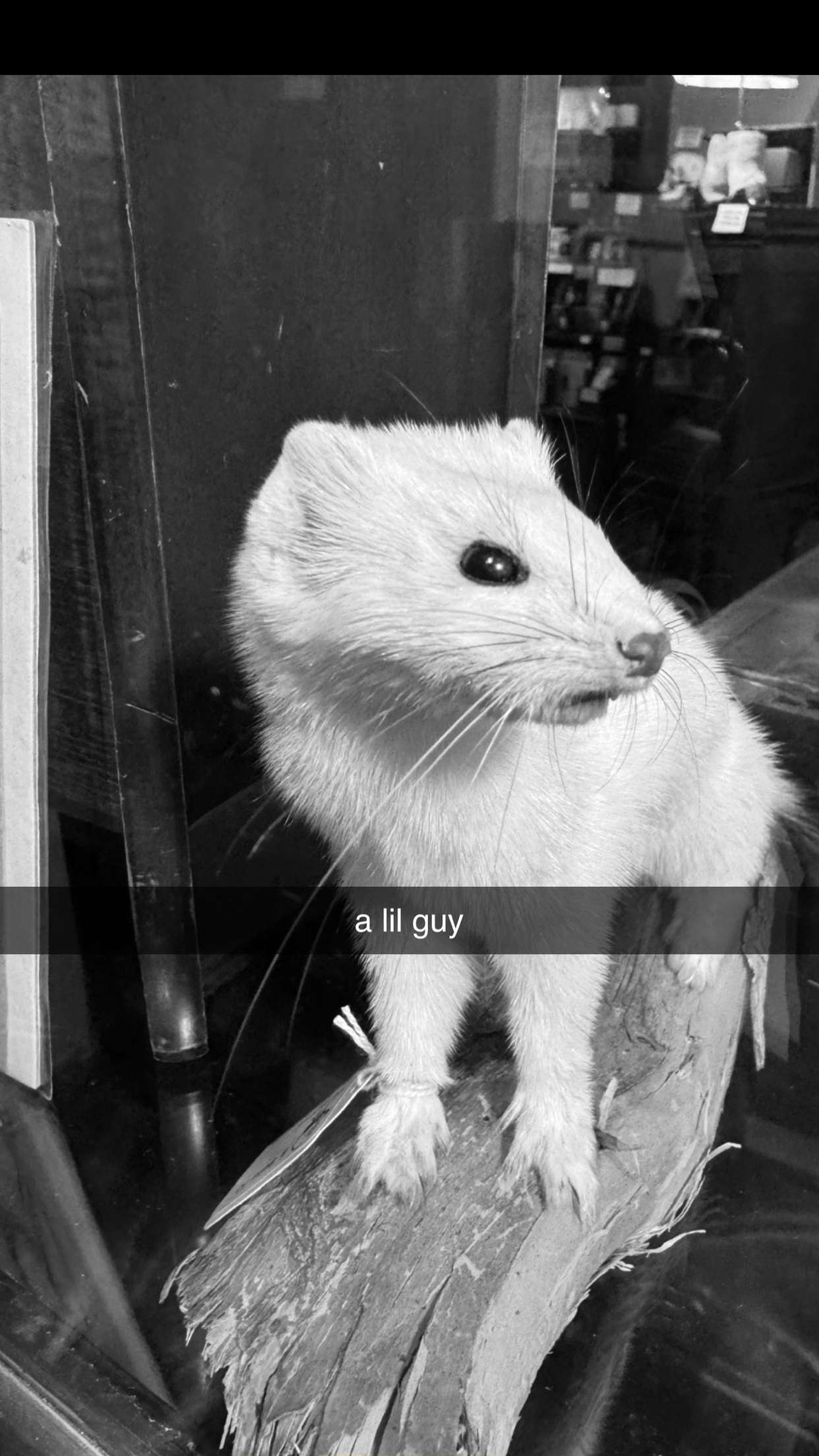 endangerdreamer snapchat image archive image