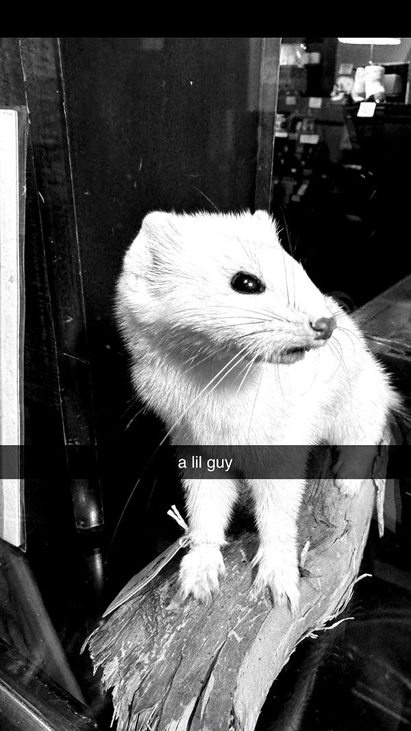 endangerdreamer image ~ Altpins