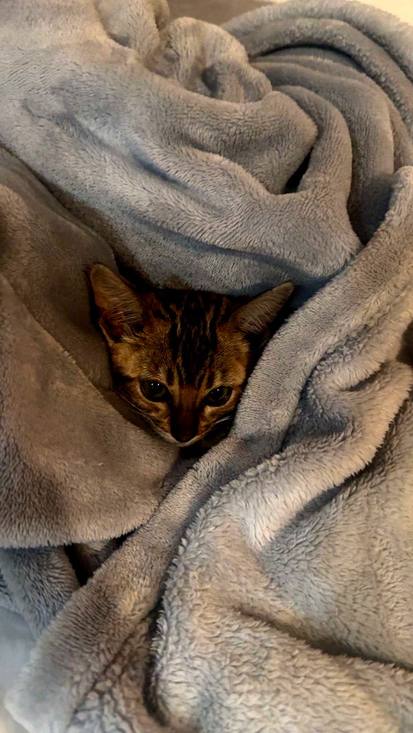 endangerdreamer image ~ Altpins