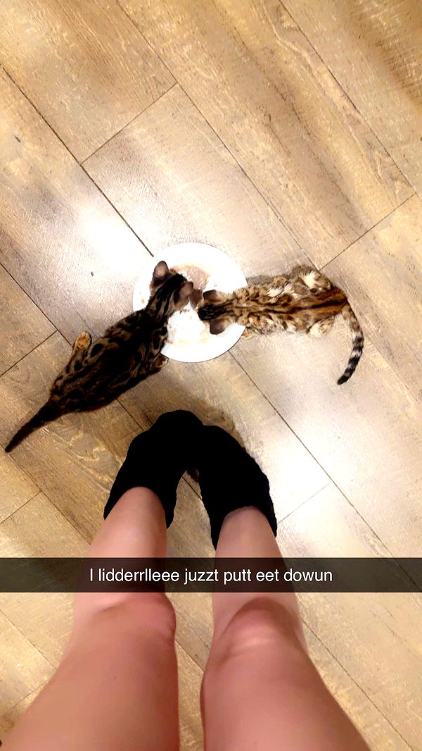 endangerdreamer image ~ Altpins