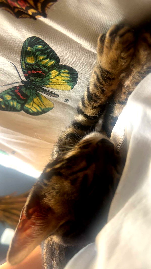 endangerdreamer image ~ Altpins