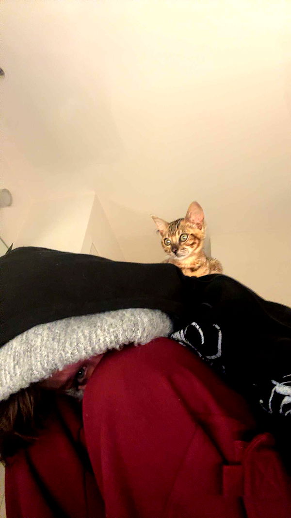 endangerdreamer image ~ Altpins