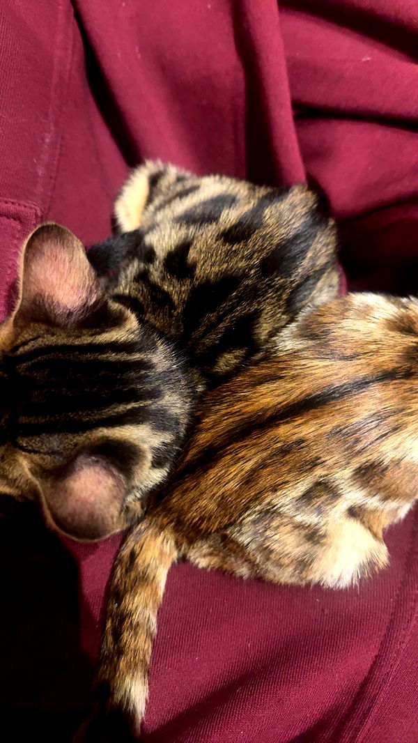 endangerdreamer image ~ Altpins