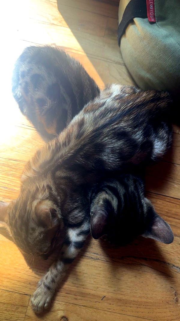 endangerdreamer image ~ Altpins