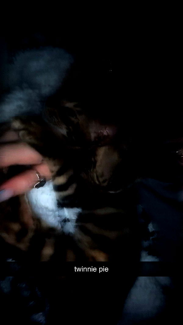 endangerdreamer image ~ Altpins