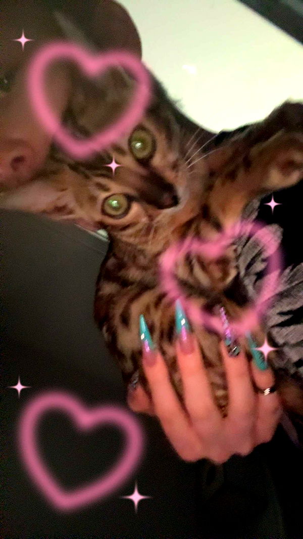 endangerdreamer image ~ Altpins