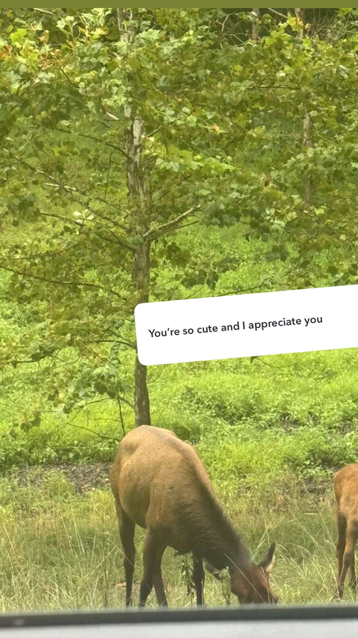 endangerdreamer snapchat image archive image