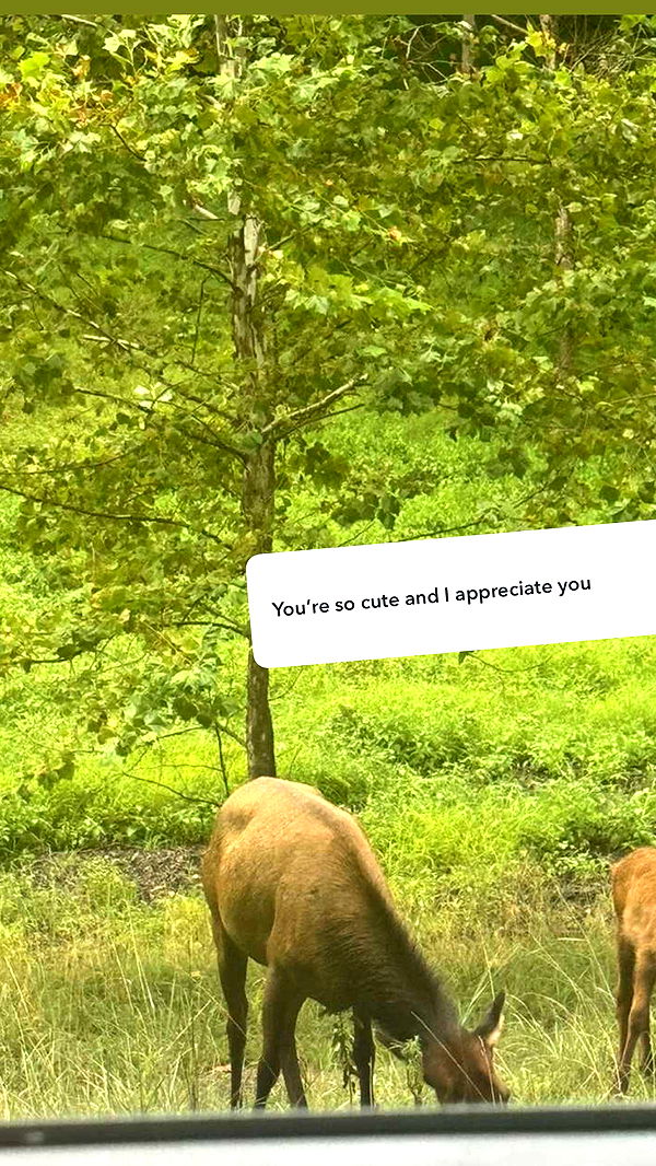 endangerdreamer image ~ Altpins