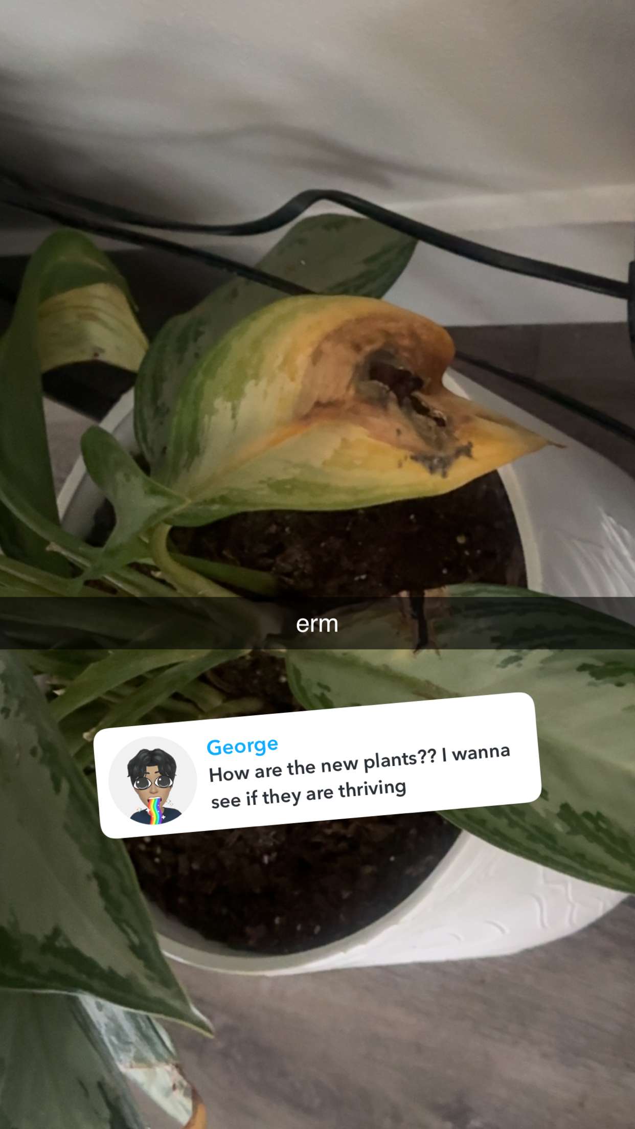 fionamaefit snapchat image archive image