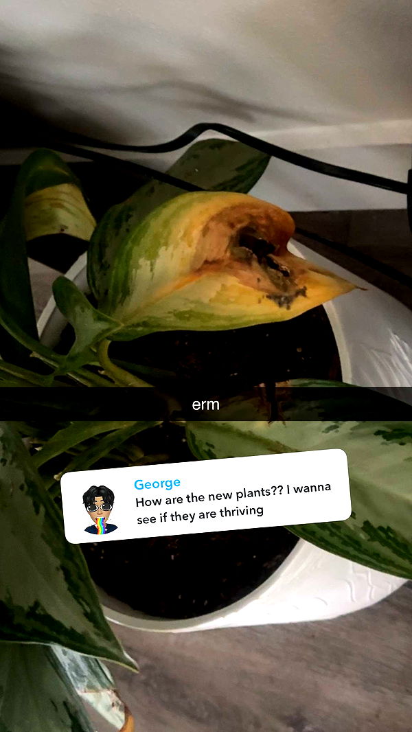 fionamaefit image ~ Altpins