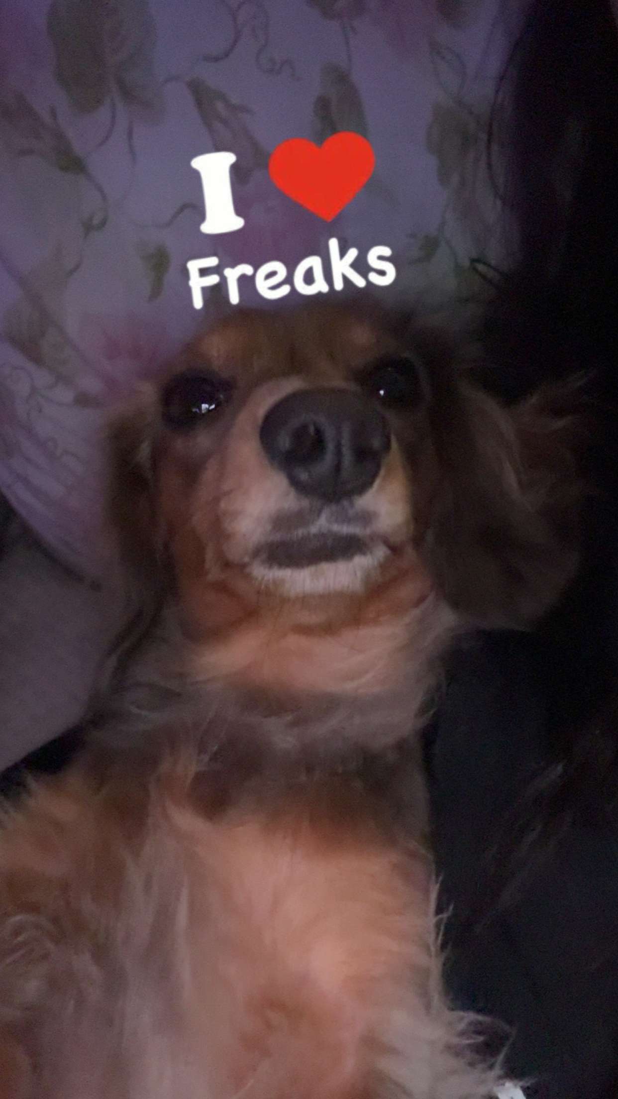 fionamaefit snapchat image archive image