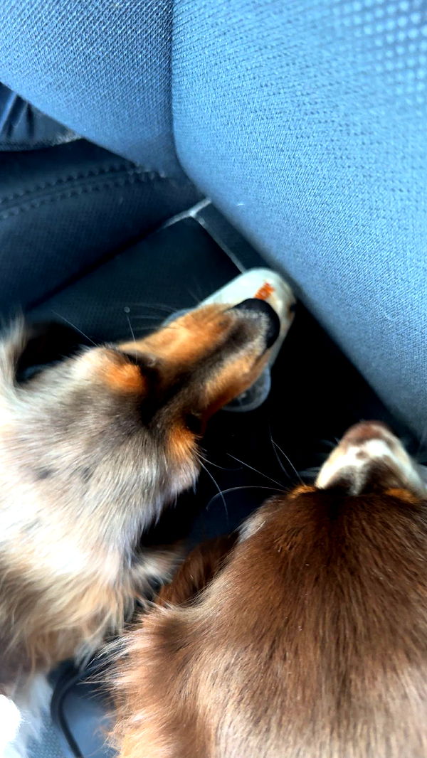 fionamaefit image ~ Altpins