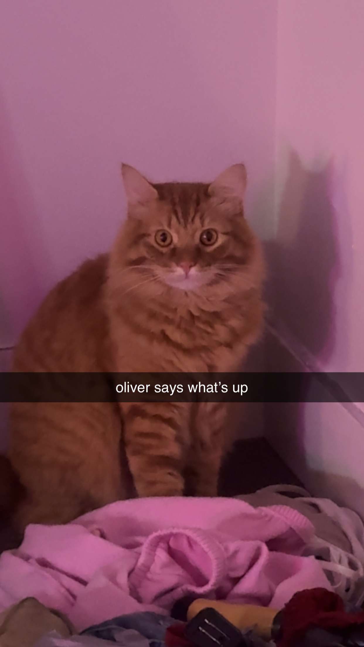 fionamaefit snapchat image archive image