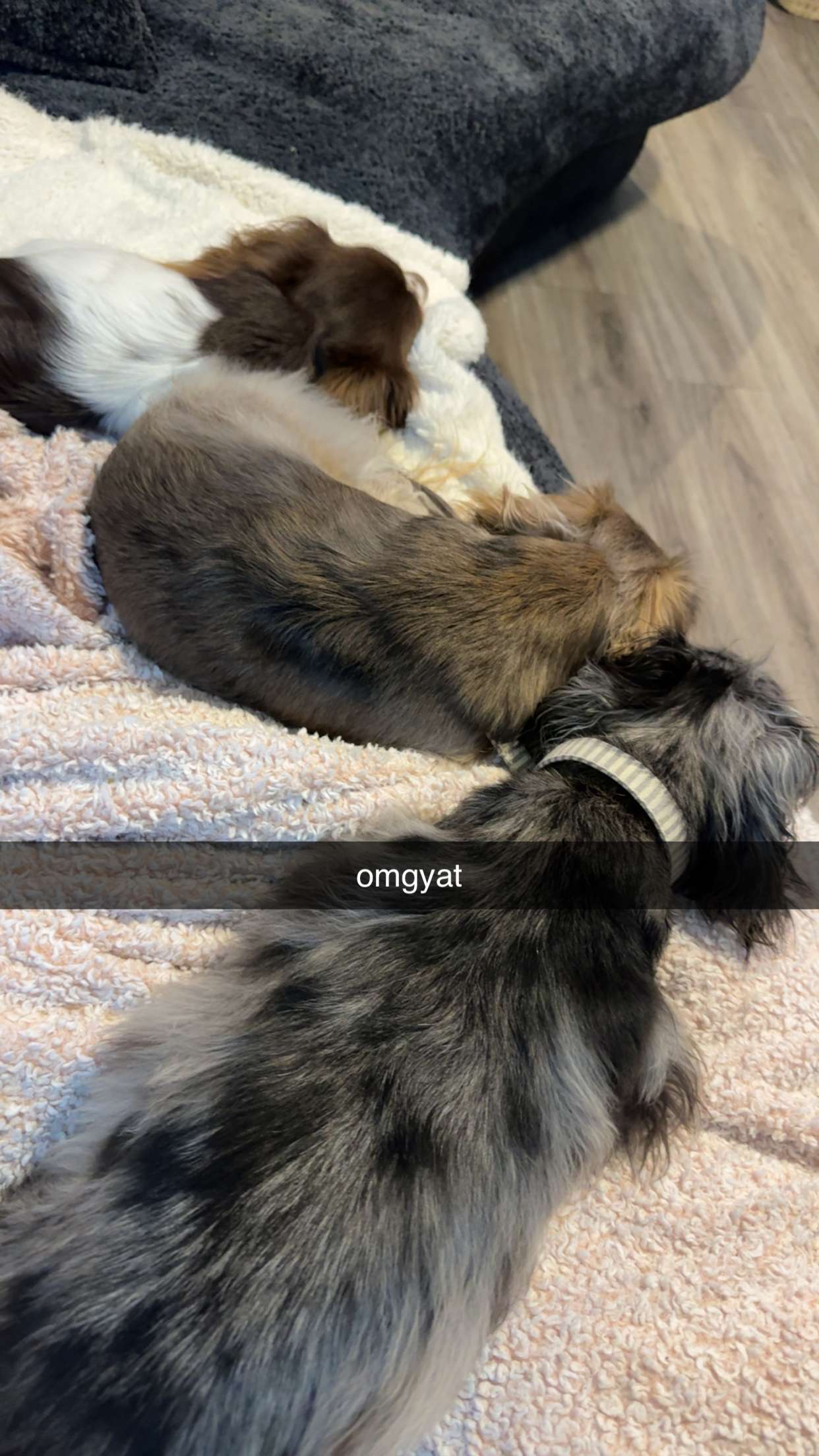 fionamaefit snapchat image archive image