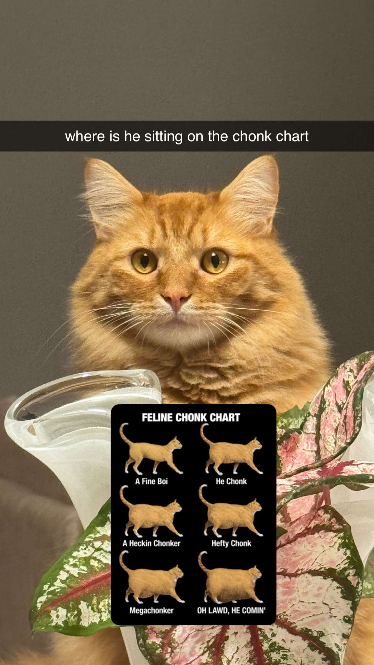 fionamaefit snapchat image archive image