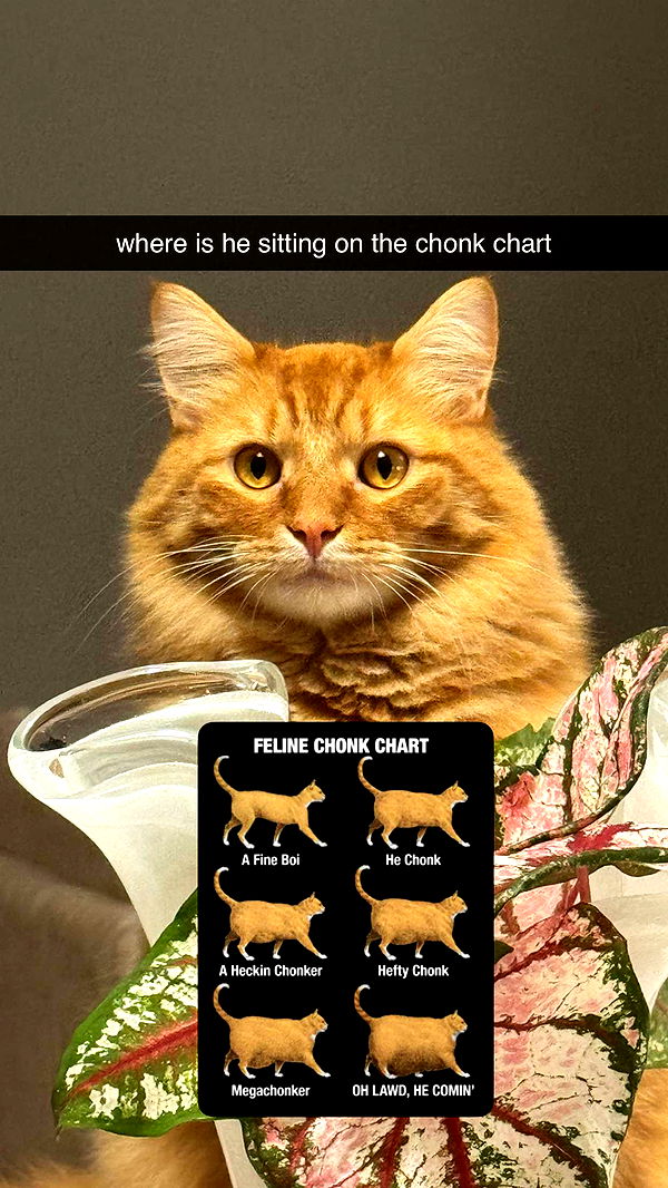 fionamaefit image ~ Altpins