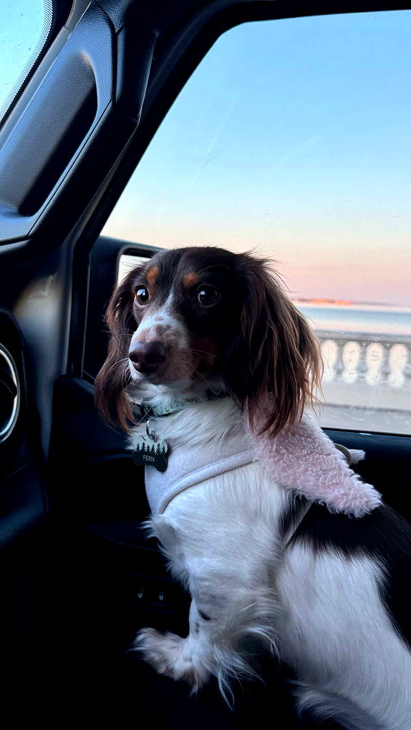 fionamaefit image ~ Altpins