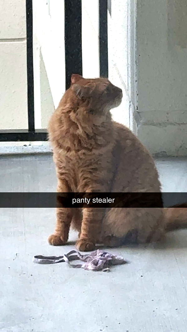 fionamaefit image ~ Altpins