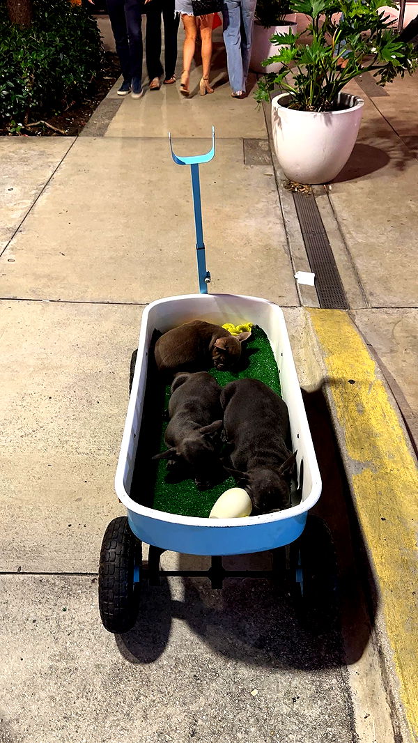 gabannalisa image ~ Altpins