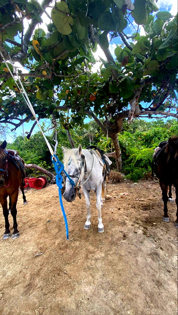 graceboor image ~ Altpins