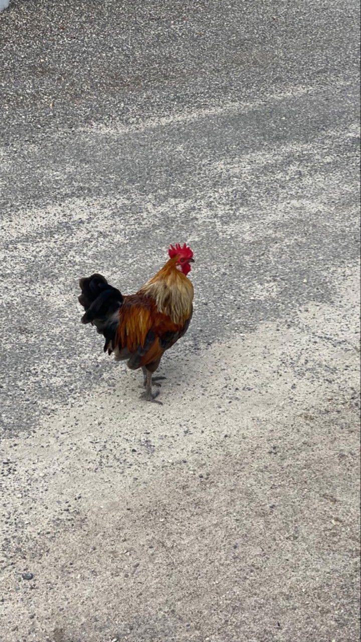 graceboor snapchat image archive image