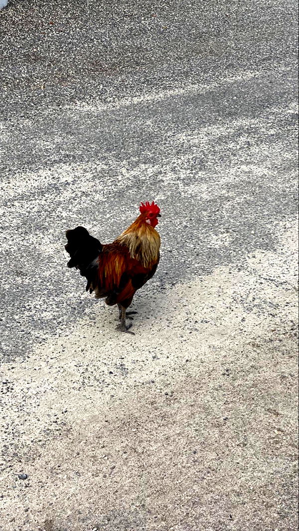 graceboor image ~ Altpins