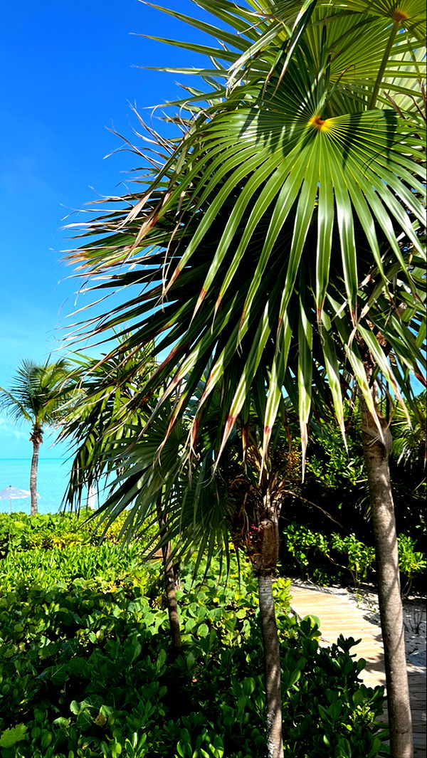 graceboor image ~ Altpins