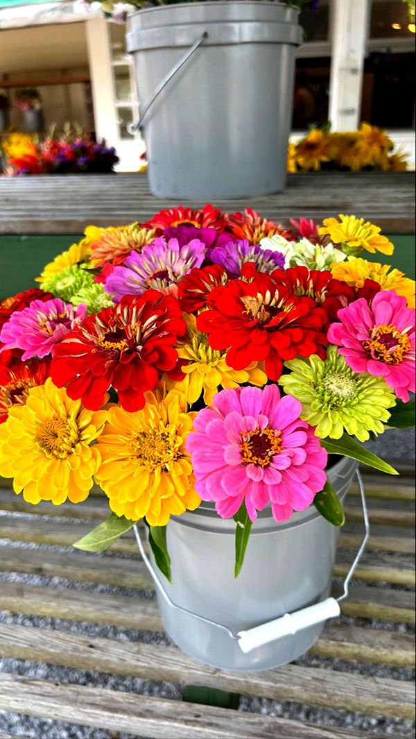 graceboor image ~ Altpins