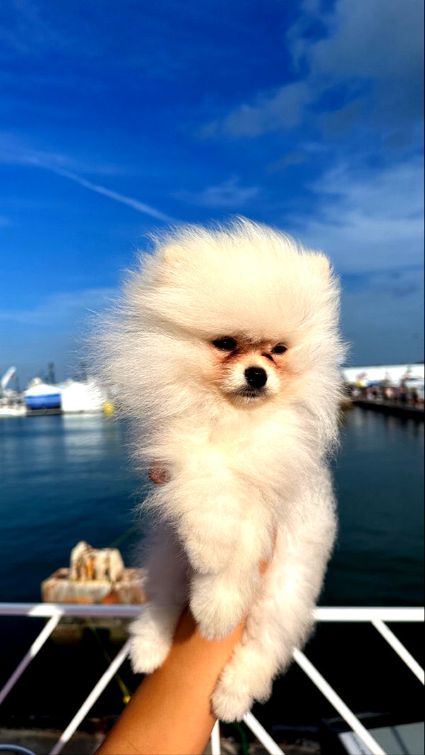 graceboor image ~ Altpins