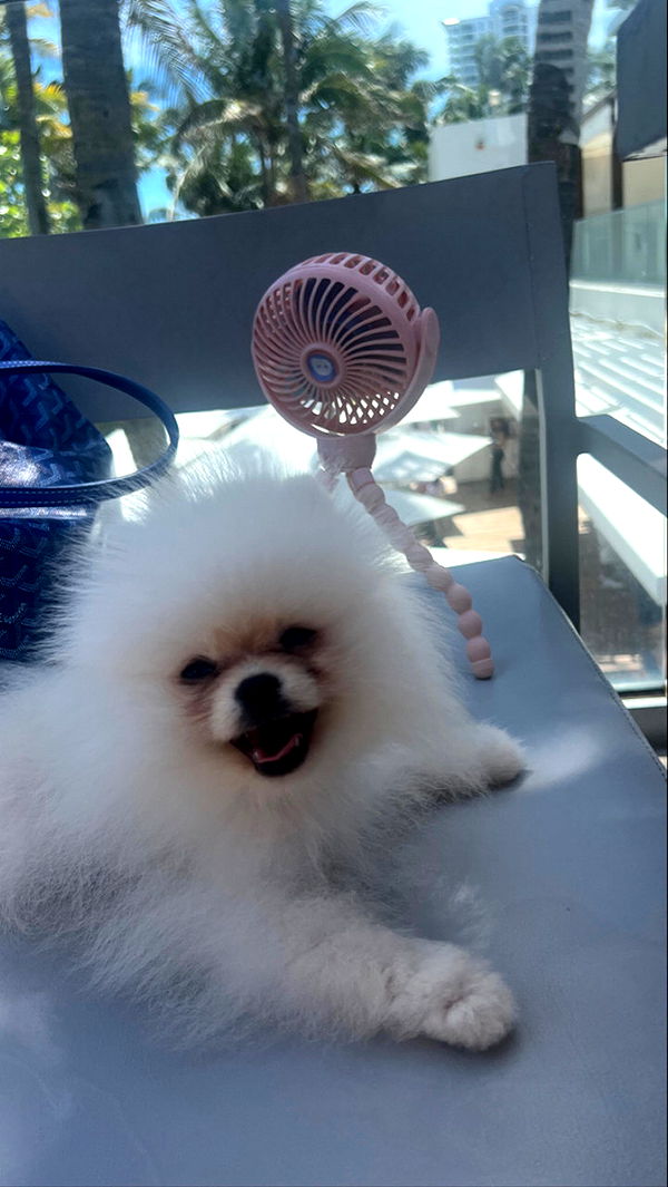 graceboor image ~ Altpins