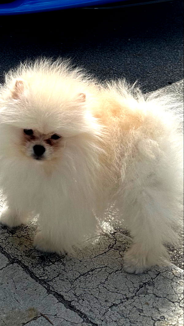 graceboor image ~ Altpins