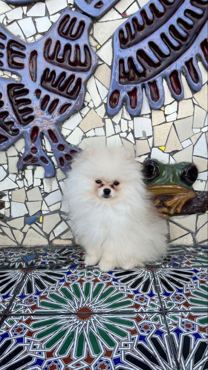 graceboor snapchat image archive image