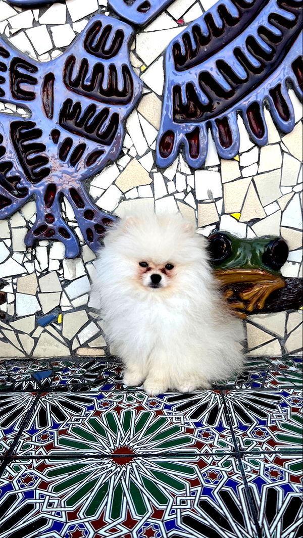 graceboor image ~ Altpins