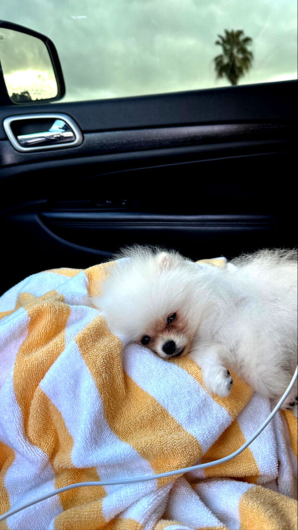 graceboor image ~ Altpins