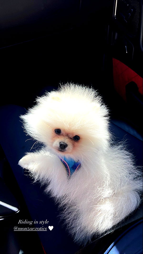 graceboor image ~ Altpins