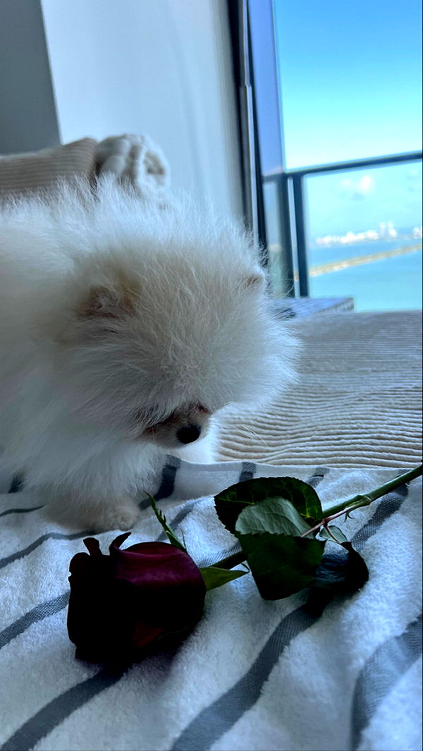 graceboor image ~ Altpins