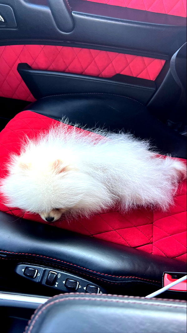 graceboor image ~ Altpins