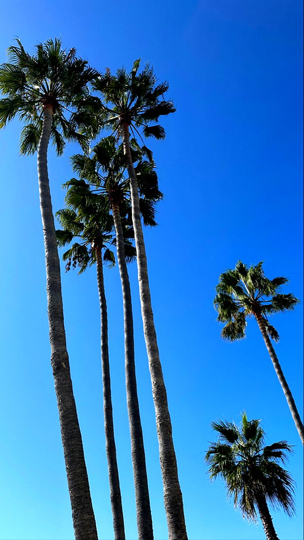 graceboor image ~ Altpins