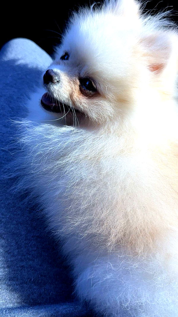 graceboor image ~ Altpins