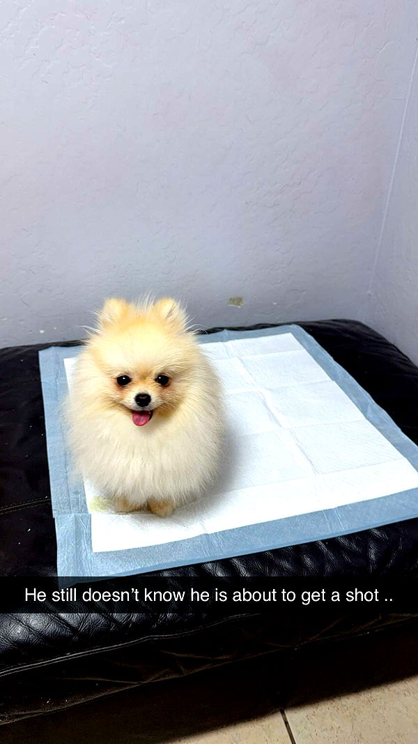 graceboor image ~ Altpins