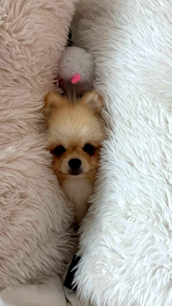 graceboor image ~ Altpins