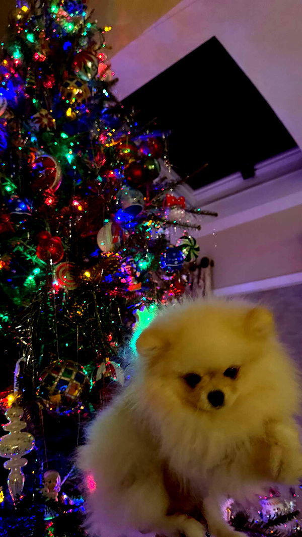 graceboor image ~ Altpins