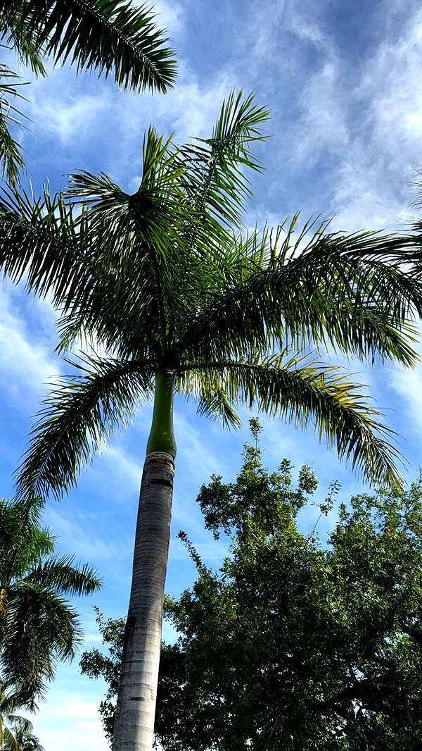 graceboor image ~ Altpins