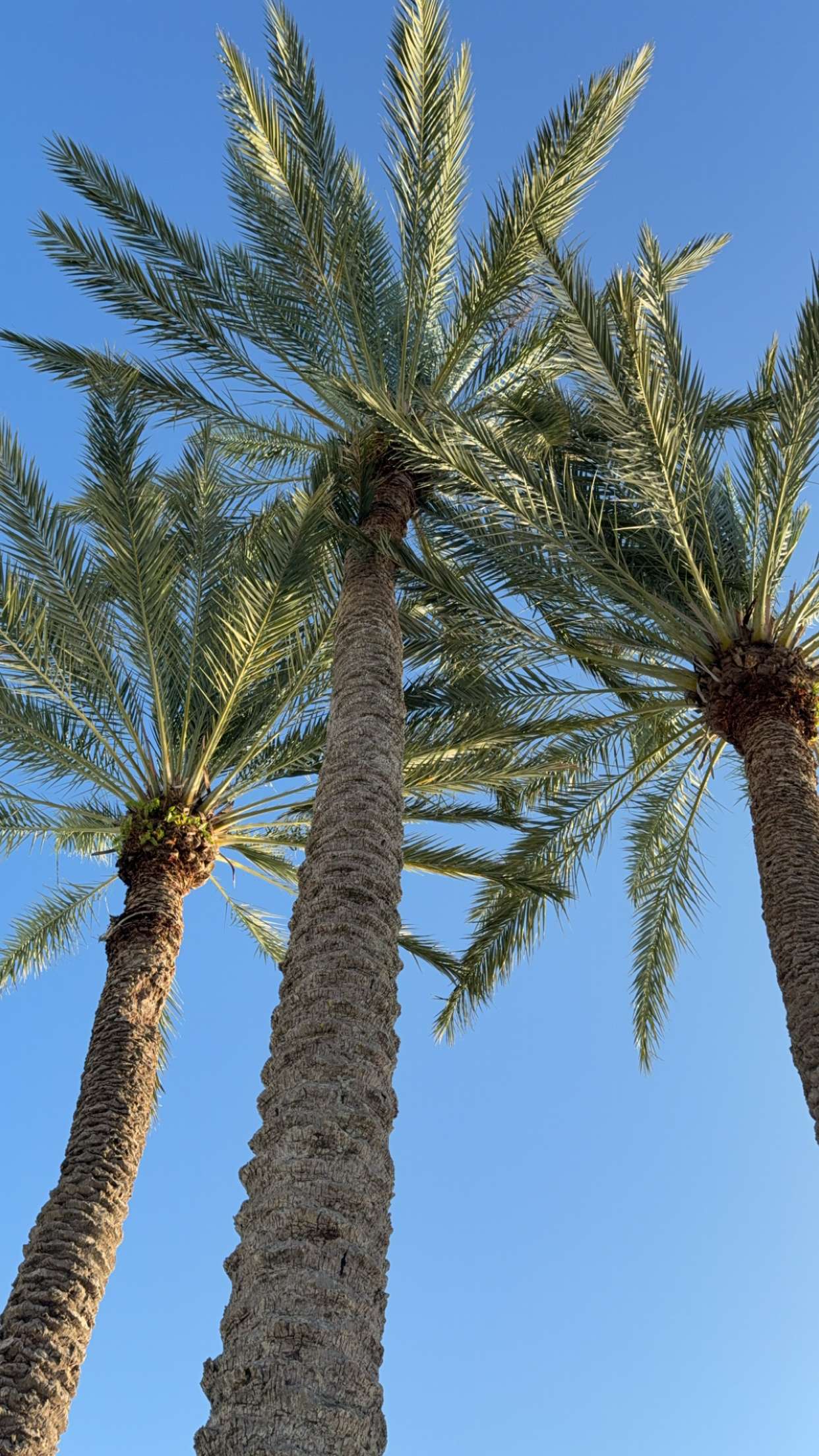 graceboor snapchat image archive image